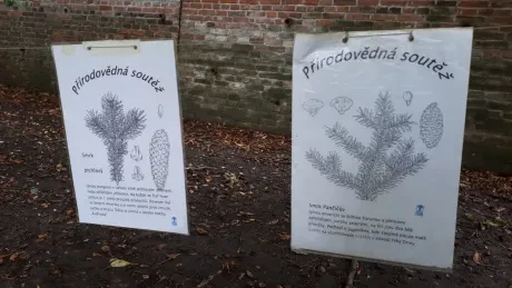 Hradecký zlatý strom_1. A