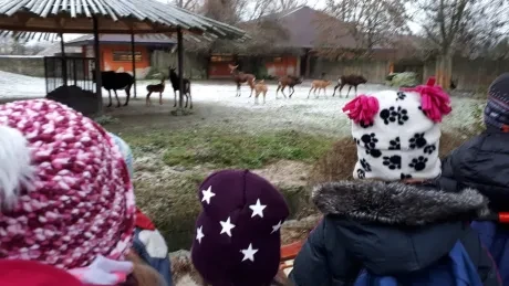 ZOO - zdobení stromečků