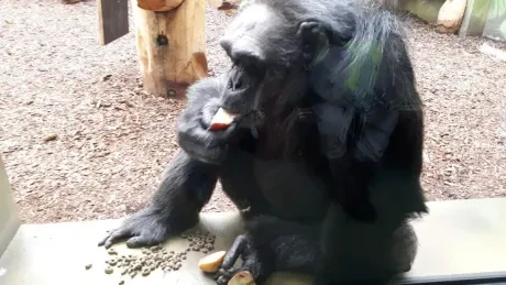 ZOO zdobení vánočních stromečků