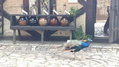 Den církevního školství_1. A_Botanicus_3