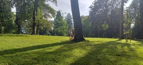 Zlatý strom_3. A