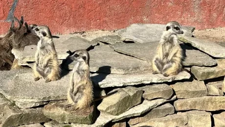 ZooPark Stěžery_1. A, 1. B