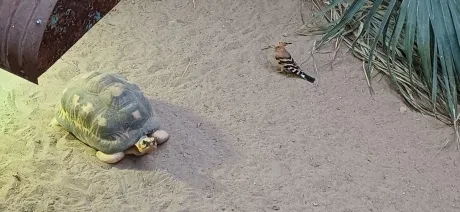 ZOO_3. A_1