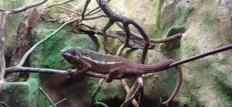 ZOO_3. A_1