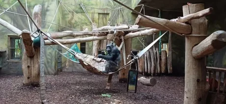 ZOO_3. A_1