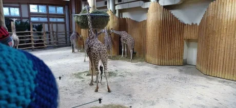 ZOO_3. A_1