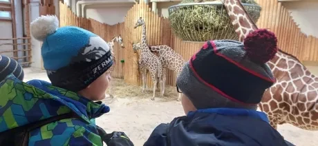 ZOO_3. A_1