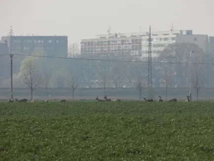 Přírodovědná procházka_4. B