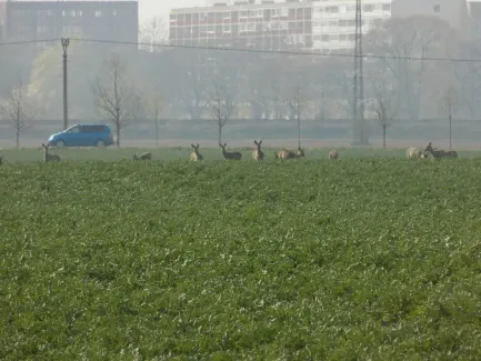 Přírodovědná procházka_4. B