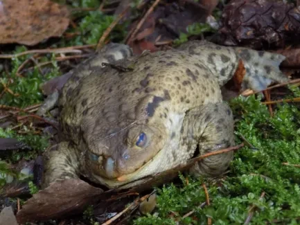 Přírodovědná procházka_4. A