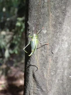 Přírodovědná procházka_4. A