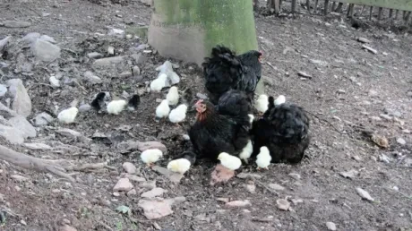 Škola v přírodě 1.B, 2.A - Janské Lázně (část 1)