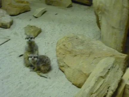 ZOO Dvůr Králové n. L.