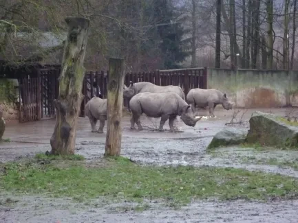 ZOO Dvůr Králové n. L.