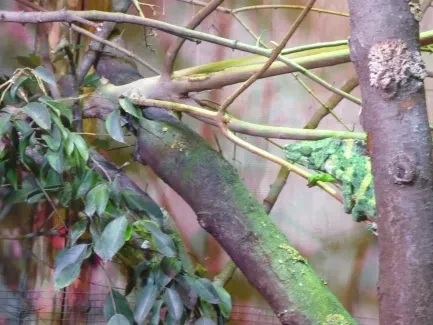 ZOO Dvůr Králové n. L.