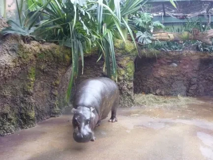 ZOO Dvůr Králové n. L.