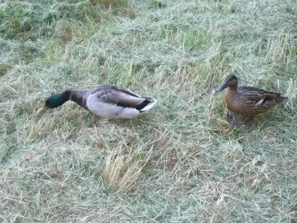 Dvojdeňák_1. B_Skuteč