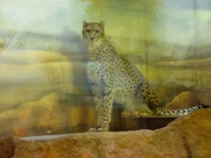 ZOO - Ozdob nám stromeček 2018