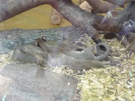 ZOO - Ozdob nám stromeček 2018