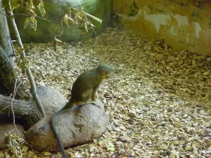 ZOO - Ozdob nám stromeček 2018