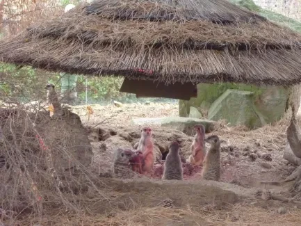 ZOO - Ozdob nám stromeček 2018